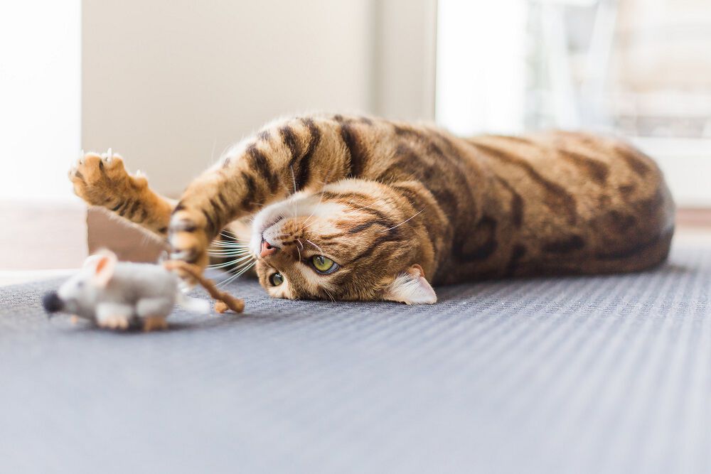 Cat rolling on the floor playing with wand toy.